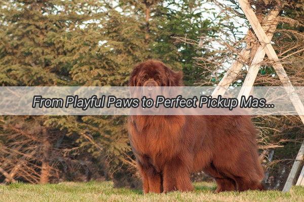 From Playful Paws to Perfect Pickup Mastering the Art of Teaching Your Dog to Fetch Their Buddy Home